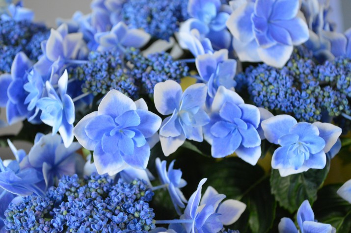 DSC_2427 (2100x1396)